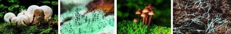 IDG 2 Ces différentes espèces fongiques (de gauche à droite : « Oudemansiella mucida », « Mycena renati », « Mucor mucedo » et « Serpula lacrymans ») assurent une fonction essentielle de dégradation et recyclage de la matière organique.