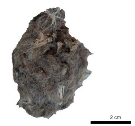 pelote de réjection de chouette effraie, grotte de Wonderwerk, Afrique du Sud