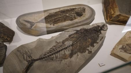 Des fossiles de poissons apparentés au maquereau sont exposés au musée du Fossile et du Moler, sur l’île de Mors, au Danemark, le 9 juillet 2026.